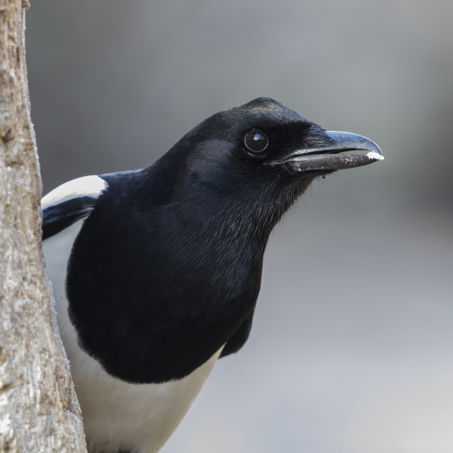 Photo de profil de Magpie