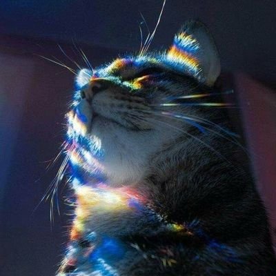 Photo de profil de rtlo